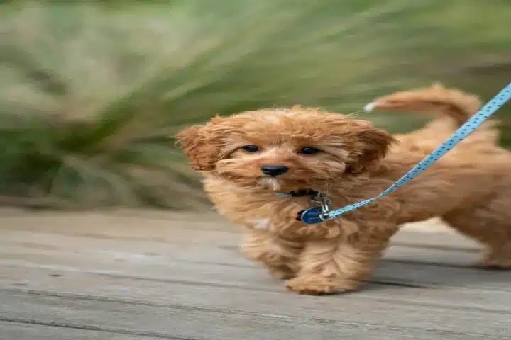 Comment choisir sa laisse pour chien