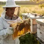 L’apiculture aux États-Unis : comprendre un géant du miel et de la pollinisation