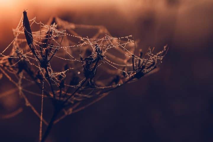 découvrez l’open web, un écosystème libre favorisant l’accès, l’innovation et l’interopérabilité sur internet. explorez ses principes, ses avantages et les enjeux de la navigation ouverte pour tous.